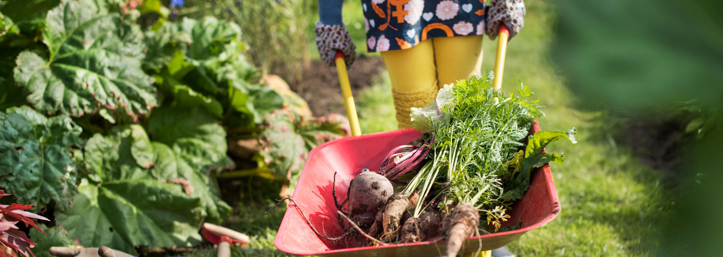 wheelbarrow full of fresh vegetables